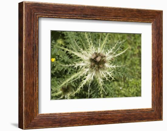 Austria, Tyrol, spiniest thistle (Cirsium spinosissimum).-Roland T. Frank-Framed Photographic Print