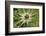 Austria, Tyrol, spiniest thistle (Cirsium spinosissimum).-Roland T. Frank-Framed Photographic Print