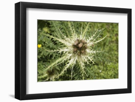 Austria, Tyrol, spiniest thistle (Cirsium spinosissimum).-Roland T. Frank-Framed Photographic Print