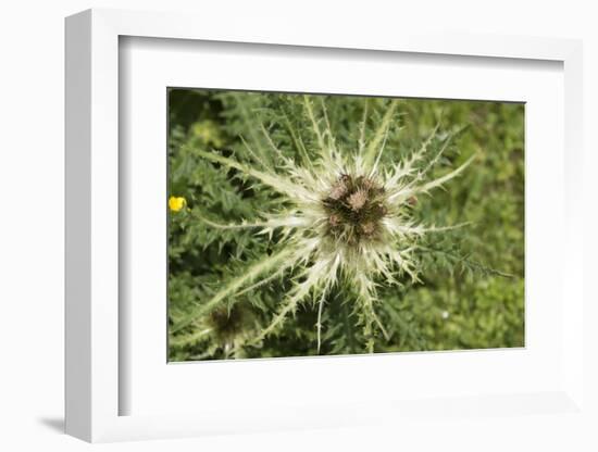 Austria, Tyrol, spiniest thistle (Cirsium spinosissimum).-Roland T. Frank-Framed Photographic Print