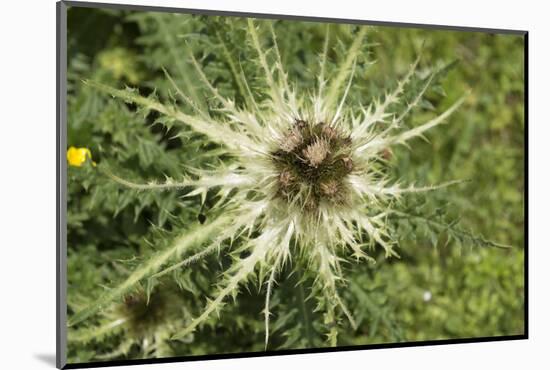 Austria, Tyrol, spiniest thistle (Cirsium spinosissimum).-Roland T. Frank-Mounted Photographic Print