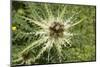 Austria, Tyrol, spiniest thistle (Cirsium spinosissimum).-Roland T. Frank-Mounted Photographic Print