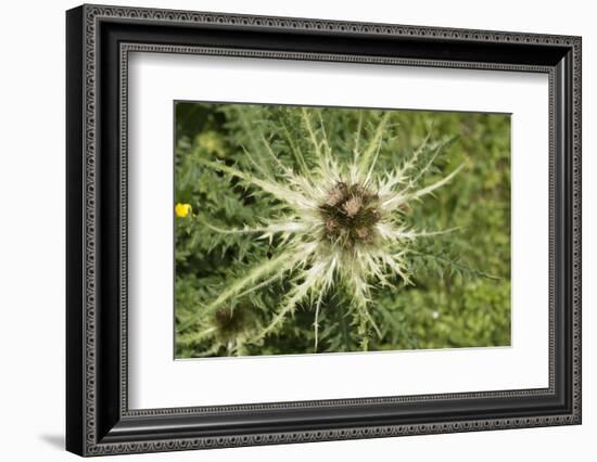 Austria, Tyrol, spiniest thistle (Cirsium spinosissimum).-Roland T. Frank-Framed Photographic Print