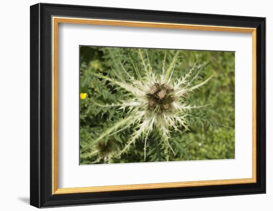 Austria, Tyrol, spiniest thistle (Cirsium spinosissimum).-Roland T. Frank-Framed Photographic Print