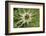 Austria, Tyrol, spiniest thistle (Cirsium spinosissimum).-Roland T. Frank-Framed Photographic Print