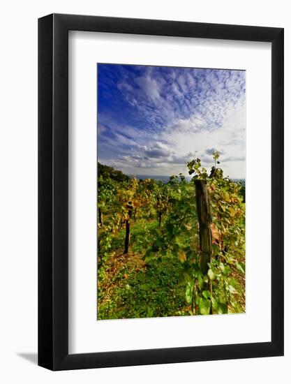 Austria, Vienna, acres of urban vineyards.-Richard Duval-Framed Photographic Print