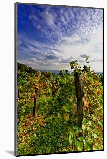 Austria, Vienna, acres of urban vineyards.-Richard Duval-Mounted Photographic Print