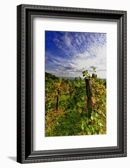 Austria, Vienna, acres of urban vineyards.-Richard Duval-Framed Photographic Print