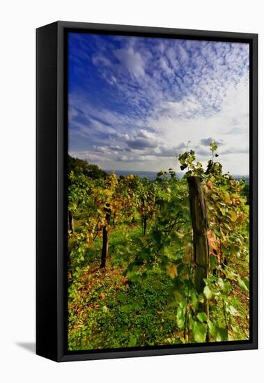 Austria, Vienna, acres of urban vineyards.-Richard Duval-Framed Premier Image Canvas