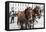 Austria, Vienna, Cab, Horses-Gerhard Wild-Framed Premier Image Canvas