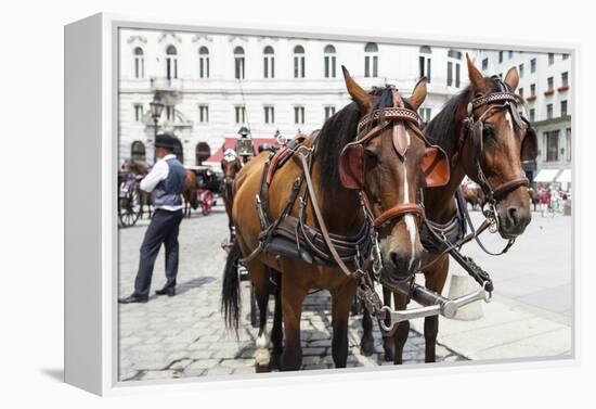 Austria, Vienna, Cab, Horses-Gerhard Wild-Framed Premier Image Canvas