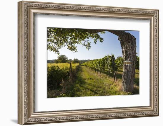 Austria, Vienna, Stammersdorf, Vines, Walnut-Tree, Footpath-Gerhard Wild-Framed Photographic Print