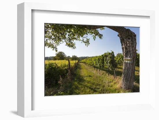 Austria, Vienna, Stammersdorf, Vines, Walnut-Tree, Footpath-Gerhard Wild-Framed Photographic Print