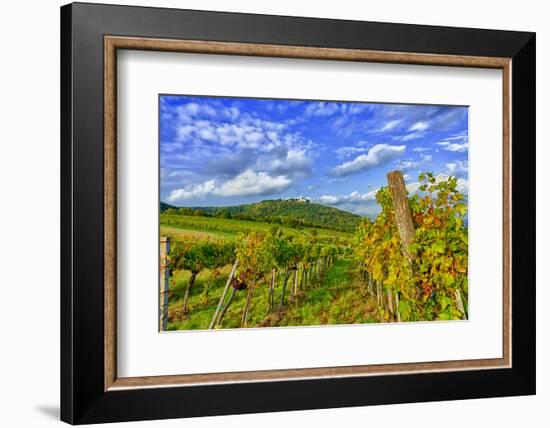 Austria, Vienna, urban vineyards.-Richard Duval-Framed Photographic Print