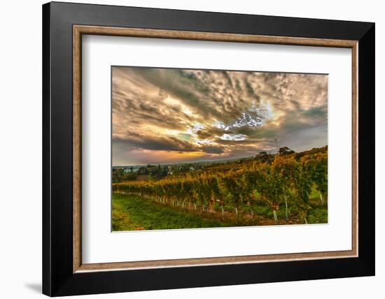 Austria, Vienna, urban vineyards.-Richard Duval-Framed Photographic Print