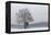 Austria, Winter Landscape, Forest, Single Tree, Raised Hide, Snow-Gerhard Wild-Framed Premier Image Canvas