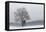 Austria, Winter Landscape, Forest, Single Tree, Raised Hide, Snow-Gerhard Wild-Framed Premier Image Canvas