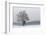 Austria, Winter Landscape, Forest, Single Tree, Raised Hide, Snow-Gerhard Wild-Framed Photographic Print