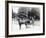 Austrian Composer Eduard Strauss-null-Framed Giclee Print