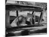 Author Vladimir Nabokov at Work, Writing on Index Cards in His Car-Carl Mydans-Mounted Premium Photographic Print