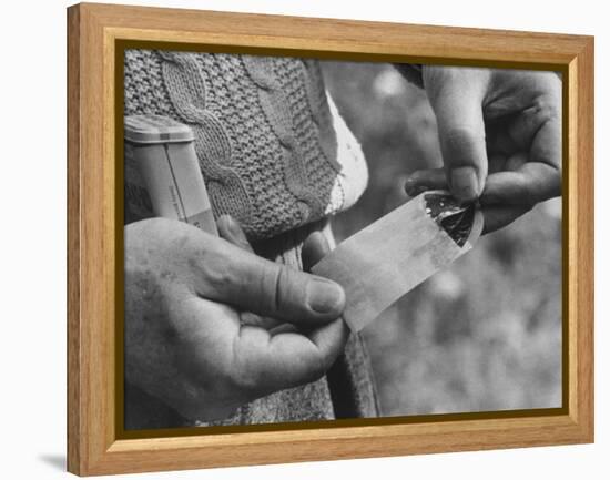 Author Vladimir Nabokov Putting a Butterfly into an Envelope-Carl Mydans-Framed Premier Image Canvas