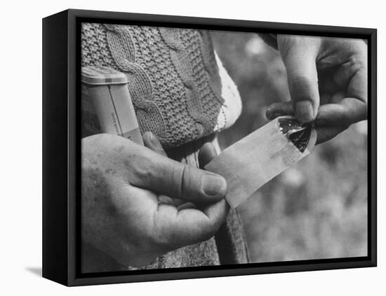 Author Vladimir Nabokov Putting a Butterfly into an Envelope-Carl Mydans-Framed Premier Image Canvas