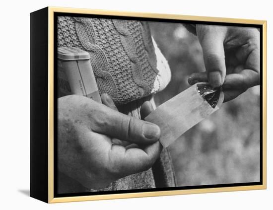 Author Vladimir Nabokov Putting a Butterfly into an Envelope-Carl Mydans-Framed Premier Image Canvas