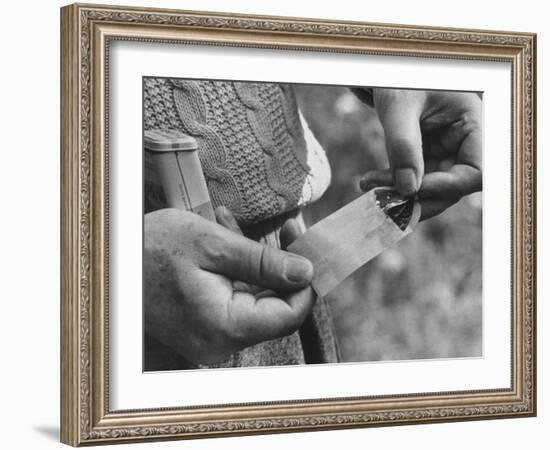 Author Vladimir Nabokov Putting a Butterfly into an Envelope-Carl Mydans-Framed Photographic Print