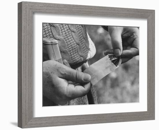 Author Vladimir Nabokov Putting a Butterfly into an Envelope-Carl Mydans-Framed Photographic Print