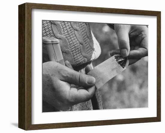 Author Vladimir Nabokov Putting a Butterfly into an Envelope-Carl Mydans-Framed Photographic Print