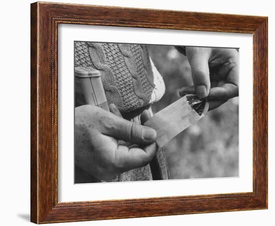 Author Vladimir Nabokov Putting a Butterfly into an Envelope-Carl Mydans-Framed Photographic Print