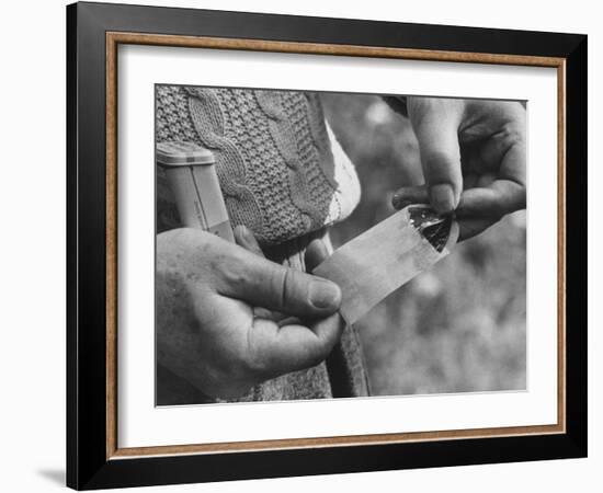 Author Vladimir Nabokov Putting a Butterfly into an Envelope-Carl Mydans-Framed Photographic Print