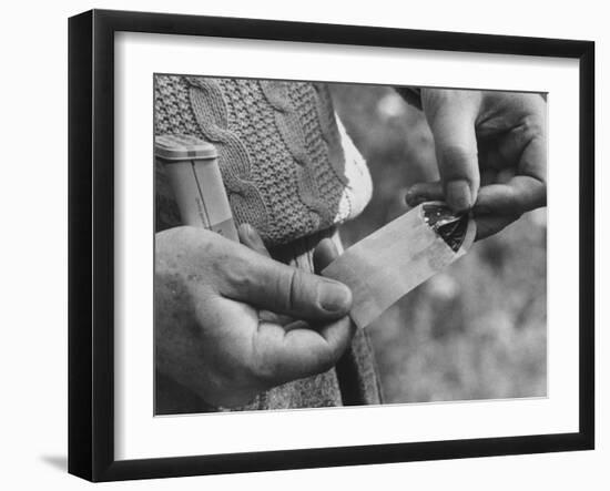 Author Vladimir Nabokov Putting a Butterfly into an Envelope-Carl Mydans-Framed Photographic Print