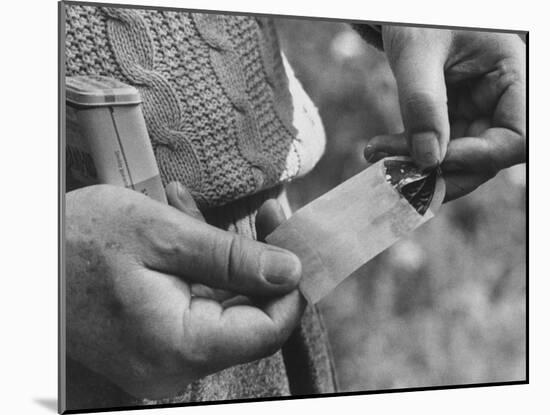 Author Vladimir Nabokov Putting a Butterfly into an Envelope-Carl Mydans-Mounted Photographic Print