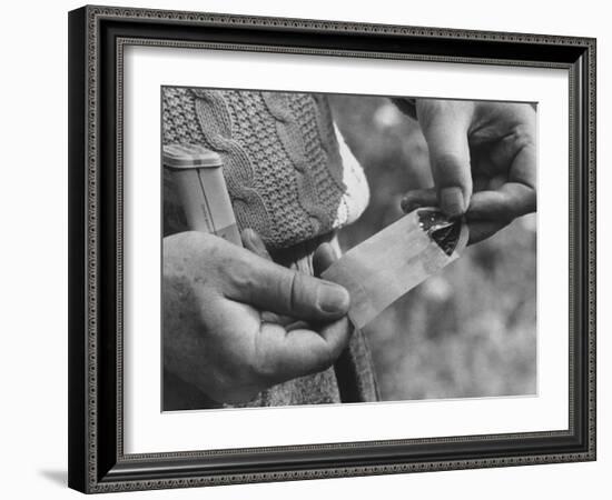 Author Vladimir Nabokov Putting a Butterfly into an Envelope-Carl Mydans-Framed Photographic Print