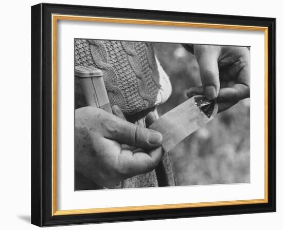 Author Vladimir Nabokov Putting a Butterfly into an Envelope-Carl Mydans-Framed Photographic Print