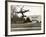 Autogiro Takes Off at White House-null-Framed Photographic Print