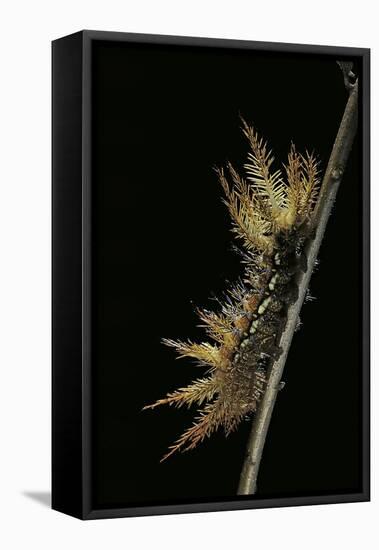 Automeris Egeus (Moth) - Caterpillar-Paul Starosta-Framed Premier Image Canvas