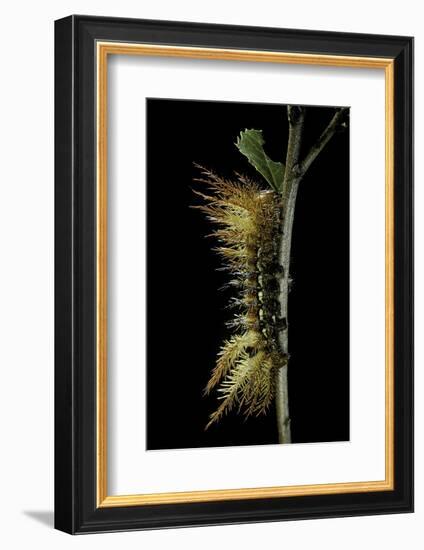 Automeris Egeus (Moth) - Caterpillar-Paul Starosta-Framed Photographic Print