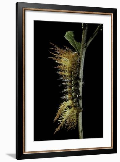 Automeris Egeus (Moth) - Caterpillar-Paul Starosta-Framed Photographic Print