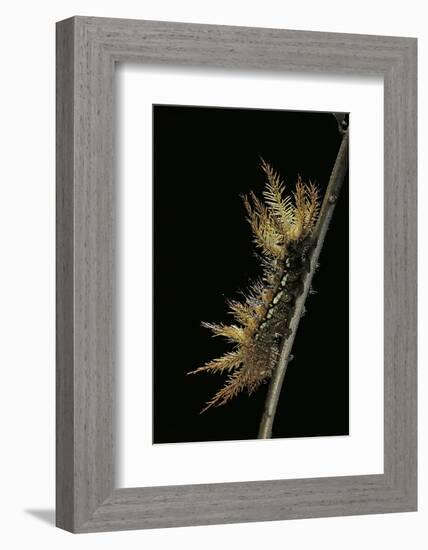 Automeris Egeus (Moth) - Caterpillar-Paul Starosta-Framed Photographic Print