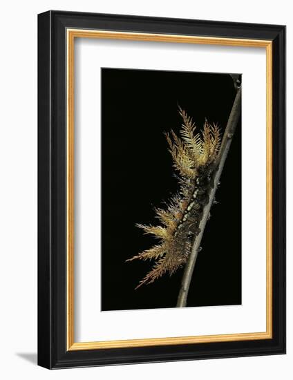 Automeris Egeus (Moth) - Caterpillar-Paul Starosta-Framed Photographic Print