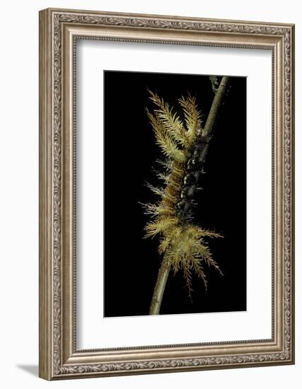 Automeris Egeus (Moth) - Caterpillar-Paul Starosta-Framed Photographic Print