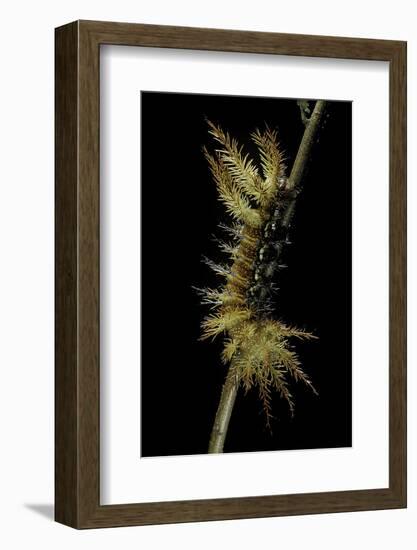 Automeris Egeus (Moth) - Caterpillar-Paul Starosta-Framed Photographic Print