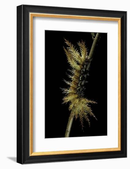 Automeris Egeus (Moth) - Caterpillar-Paul Starosta-Framed Photographic Print