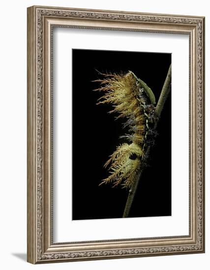 Automeris Egeus (Moth) - Caterpillar-Paul Starosta-Framed Photographic Print