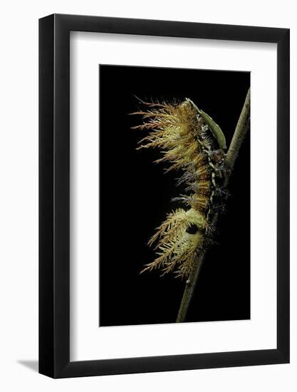 Automeris Egeus (Moth) - Caterpillar-Paul Starosta-Framed Photographic Print