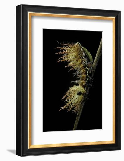 Automeris Egeus (Moth) - Caterpillar-Paul Starosta-Framed Photographic Print