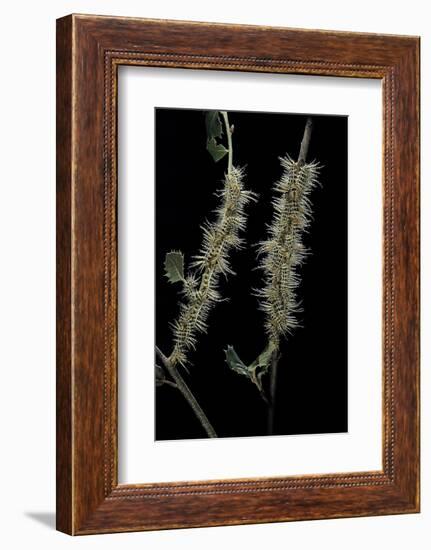 Automeris Egeus (Moth) - Caterpillars-Paul Starosta-Framed Photographic Print