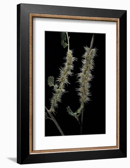 Automeris Egeus (Moth) - Caterpillars-Paul Starosta-Framed Photographic Print